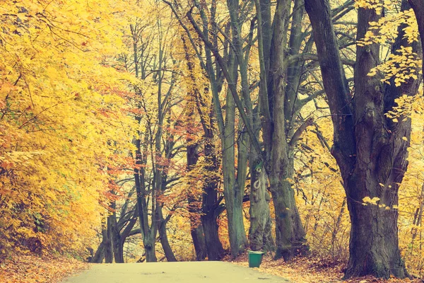 秋季景观道路和美丽的彩色的树木，复古 — 图库照片