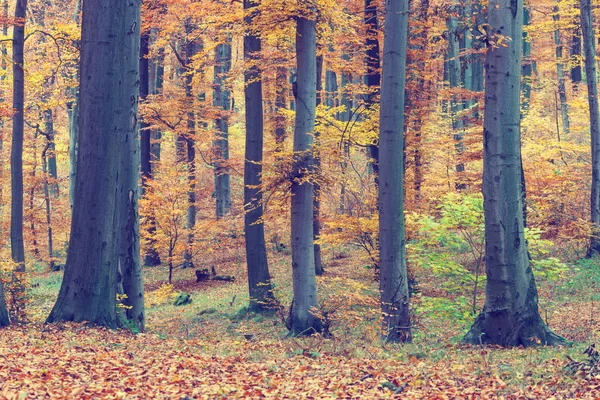 Pestré podzimní stromy v lese, retro vzhled — Stock fotografie