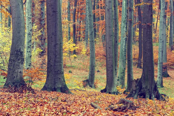 Alberi autunnali colorati nella foresta, aspetto vintage — Foto Stock