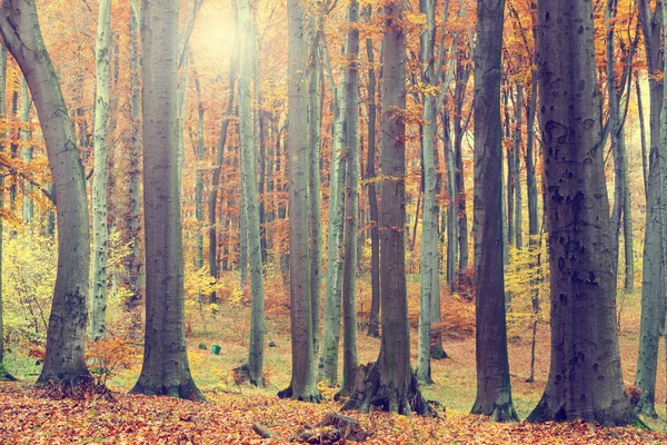 Kleurrijke herfst bomen in bos, vintage look — Stockfoto