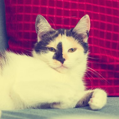 sıkılmış kedi