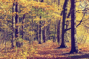 Orman, vintage bir görünüm içinde renkli sonbahar ağaçlar