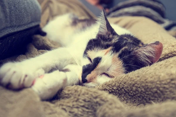 Bored cat lying on the sofa — Stock Photo, Image