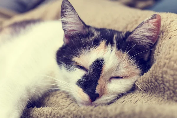 Verveeld kat liggend op de Bank — Stockfoto