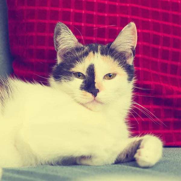 Скучная кошка — стоковое фото