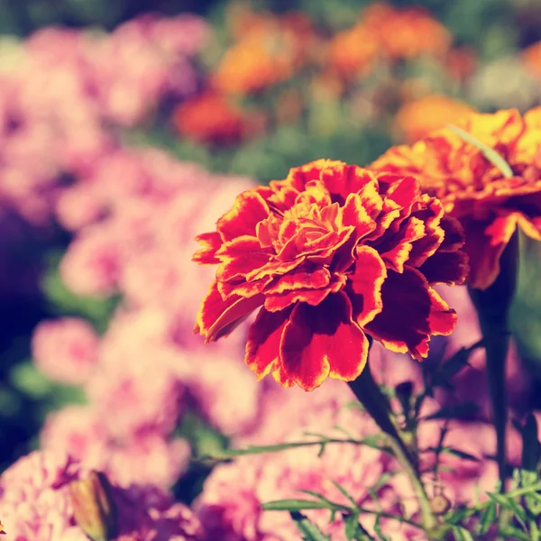 Červený květ v botanické zahradě, retro vzhled — Stock fotografie