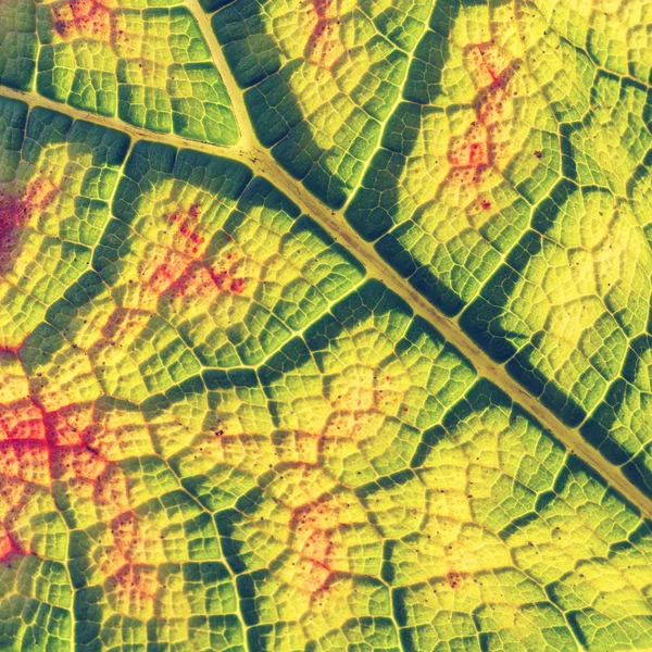 Groene blad, natuurlijke achtergrond — Stockfoto