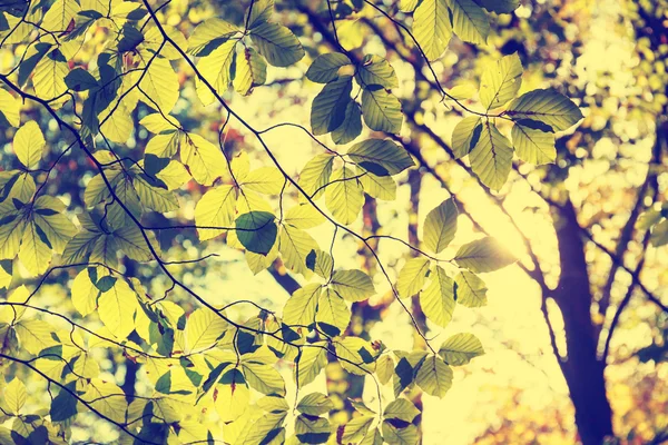 Kolorowe tło jesień liść, vintage wygląd — Zdjęcie stockowe