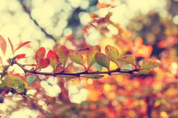 Fondo colorido de la hoja de otoño, aspecto vintage — Foto de Stock
