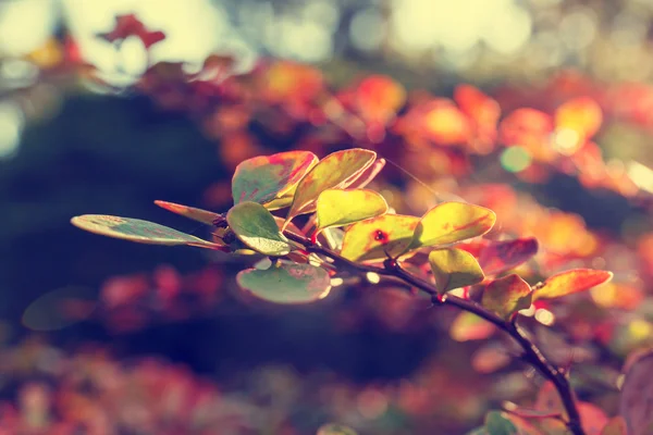 Sfondo colorato di foglia d'autunno, look vintage — Foto Stock