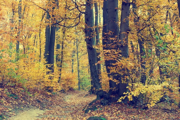 Árvores de outono coloridas na floresta, olhar vintage — Fotografia de Stock