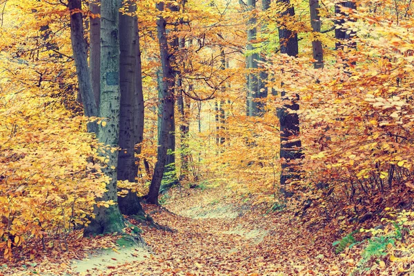 Colorful autumn trees in forest, vintage look — Stock Photo, Image