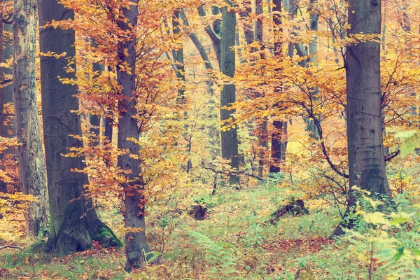 Цветные осенние деревья в лесу, винтажный вид — стоковое фото