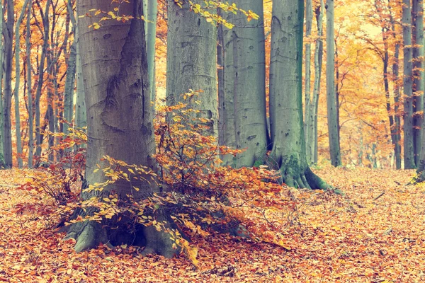 Árvores de outono coloridas na floresta, olhar vintage — Fotografia de Stock