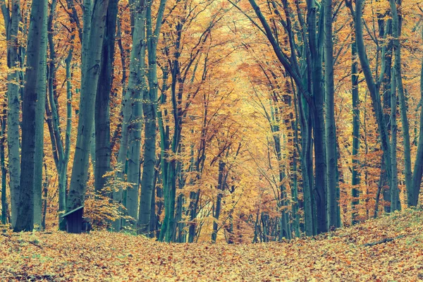 Colorful autumn trees in forest, vintage look — Stock Photo, Image