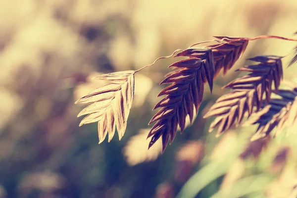 Kleurrijke achtergrond van Herfstblad, vintage look — Stockfoto