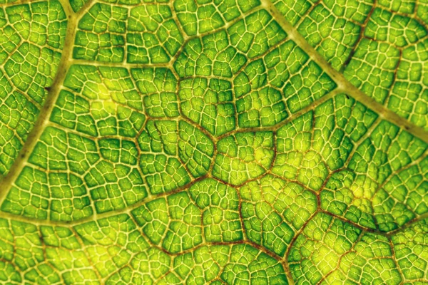 Groene blad, natuurlijke achtergrond — Stockfoto