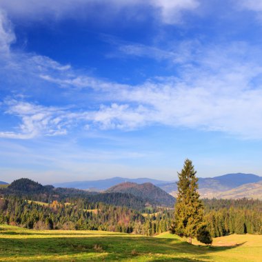 Dağlarda yalnız bir ağaç 