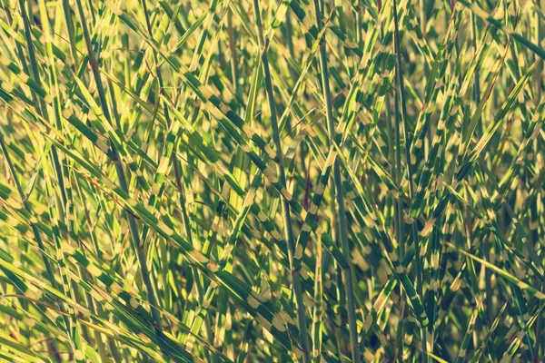 Klomp van hoog gras, natuurlijke achtergrond — Stockfoto