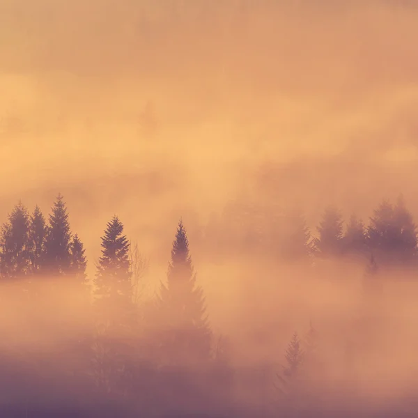 Bella mattina nebbiosa in montagna — Foto Stock