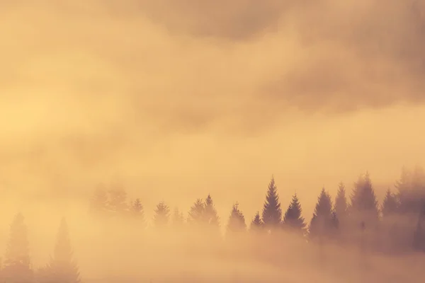 Красивое туманное утро в горах — стоковое фото