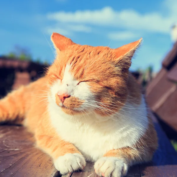 Gember kat liggend op een bankje — Stockfoto