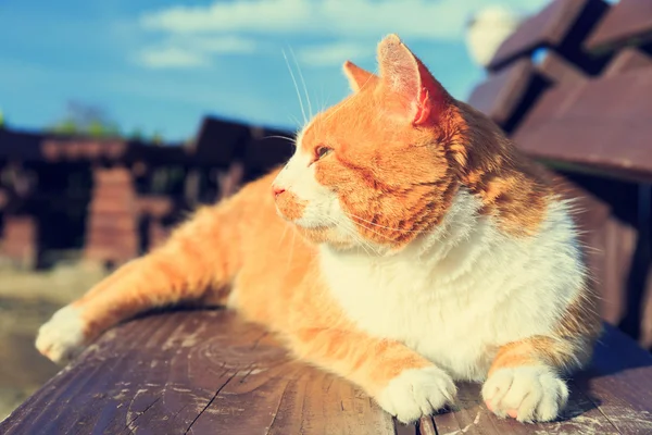 Рыжая кошка лежит на скамейке — стоковое фото