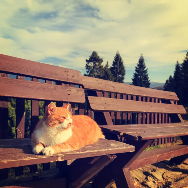 Gember kat liggend op een bankje — Stockfoto