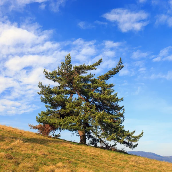 Albero solitario in montagna — Foto Stock