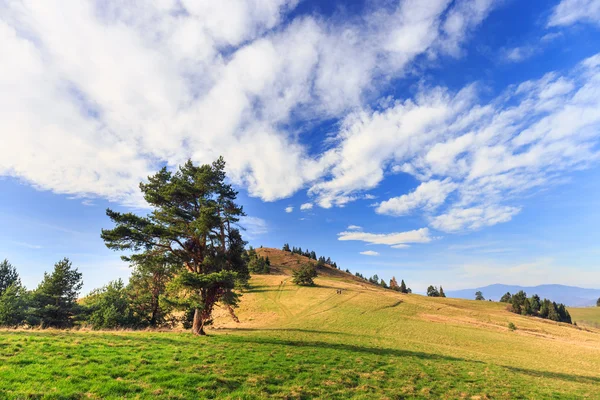 Dağlarda yalnız bir ağaç — Stok fotoğraf