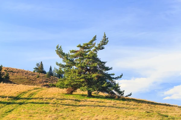 Одинокое дерево в горах — стоковое фото