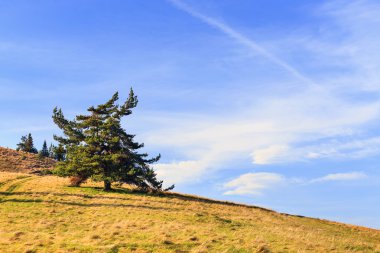 Dağlarda yalnız bir ağaç 