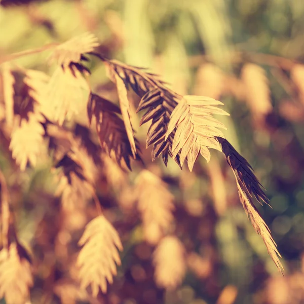 Barevné pozadí podzimního listí, retro vzhled — Stock fotografie