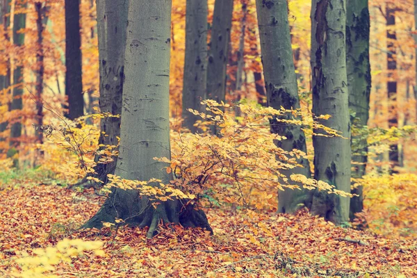 Farverige efterårstræer i skov, vintage look - Stock-foto