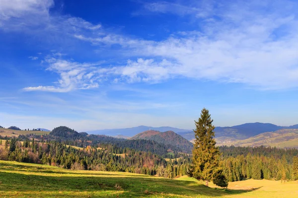 Arbre solitaire dans les montagnes — Photo