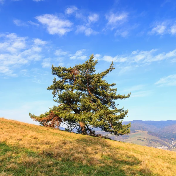Magányos fa a hegyekben — Stock Fotó