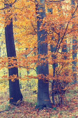 Orman, vintage bir görünüm içinde renkli sonbahar ağaçlar