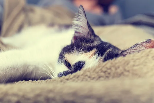 Bored cat lying on the sofa — Stock Photo, Image