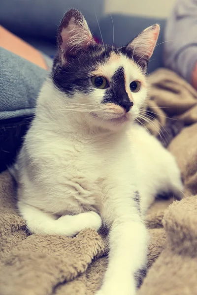 Gato aburrido acostado en el sofá — Foto de Stock