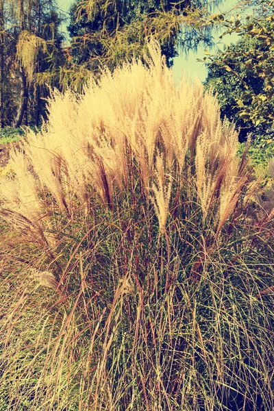 Ciuffo di erba alta — Foto Stock
