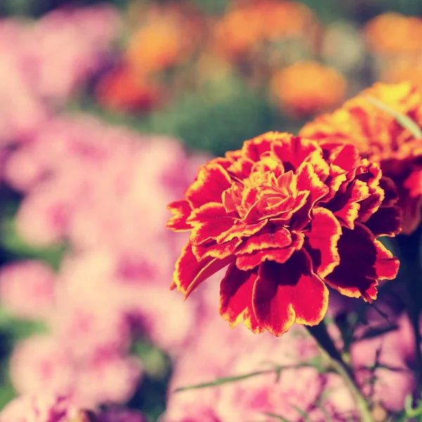 Červený květ v botanické zahradě, retro vzhled — Stock fotografie