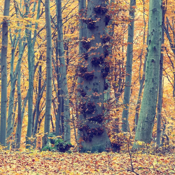 Árvores de outono coloridas na floresta, olhar vintage — Fotografia de Stock