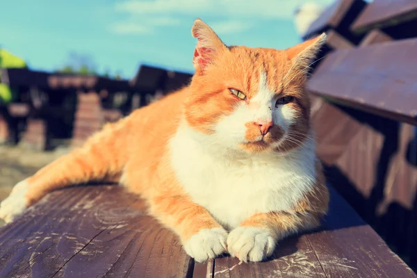 Gember kat liggend op een bankje — Stockfoto