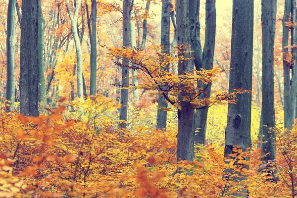 Pestré podzimní stromy v lese, retro vzhled — Stock fotografie