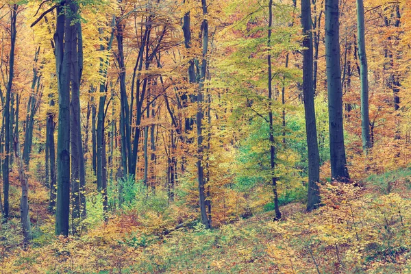Färgglad höst träd i skogen, vintage stil — Stockfoto