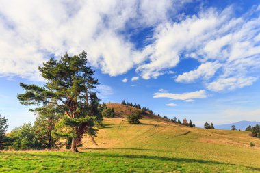 Dağlarda yalnız bir ağaç 