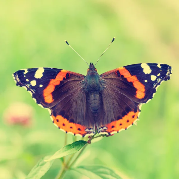 Rudý admirále, Vanessa Atalanta — Stock fotografie