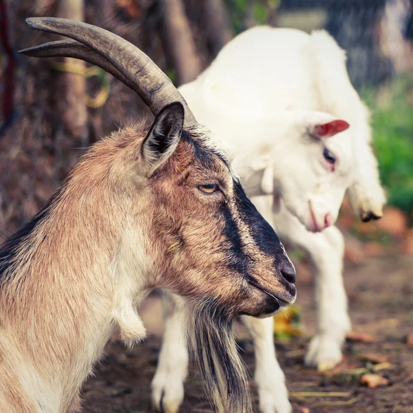 Goat and kid — Stock Photo, Image