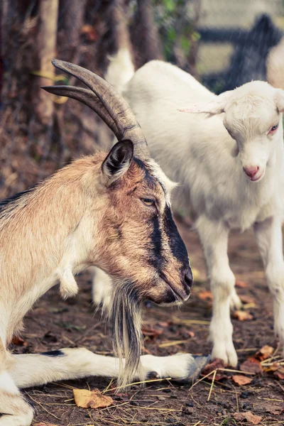 Goat and kid — Stock Photo, Image