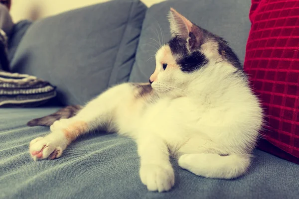 Gatto annoiato sdraiato sul divano — Foto Stock